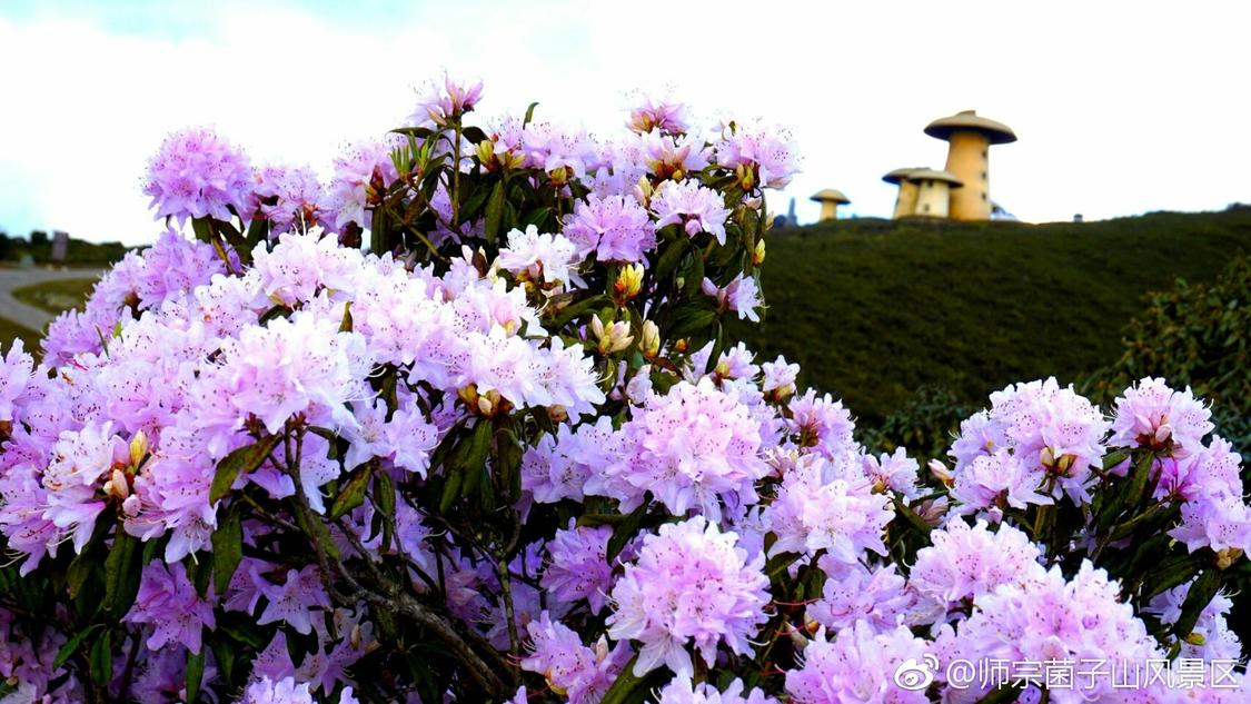 王安宇竟然有斤